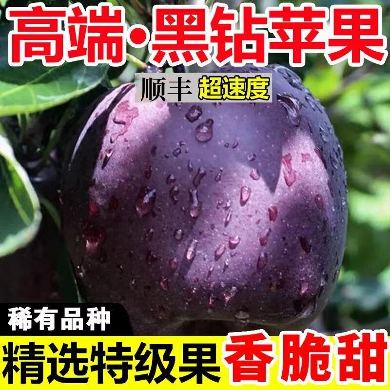 2025年甘肃黑卡苹果纯甜多汁
