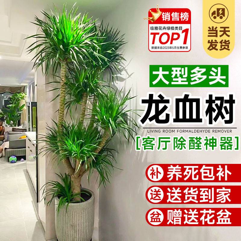 龙血树客厅绿植多头龙须树龙铁树客厅绿植室内大型龙血树植物盆栽