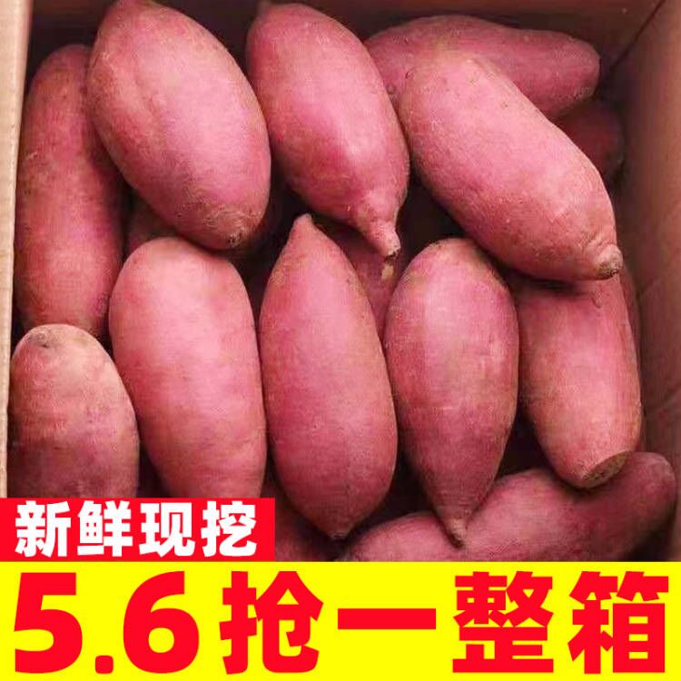 新鲜蜜薯10斤板栗红薯沙地糖心地瓜农家自种番薯现挖小香薯山芋5