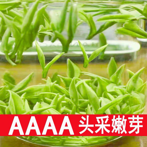 头采明前白茶2026新茶白叶一号茶叶正宗绿茶散装礼盒嫩芽250克