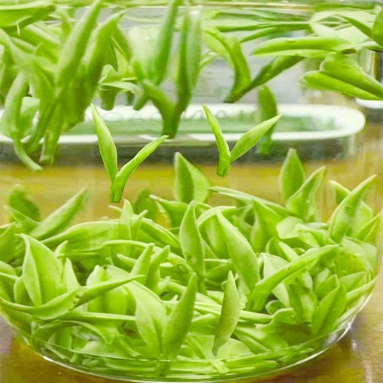 头采明前白茶茶叶2026年白叶一号新茶绿茶春茶高山正宗白茶250g