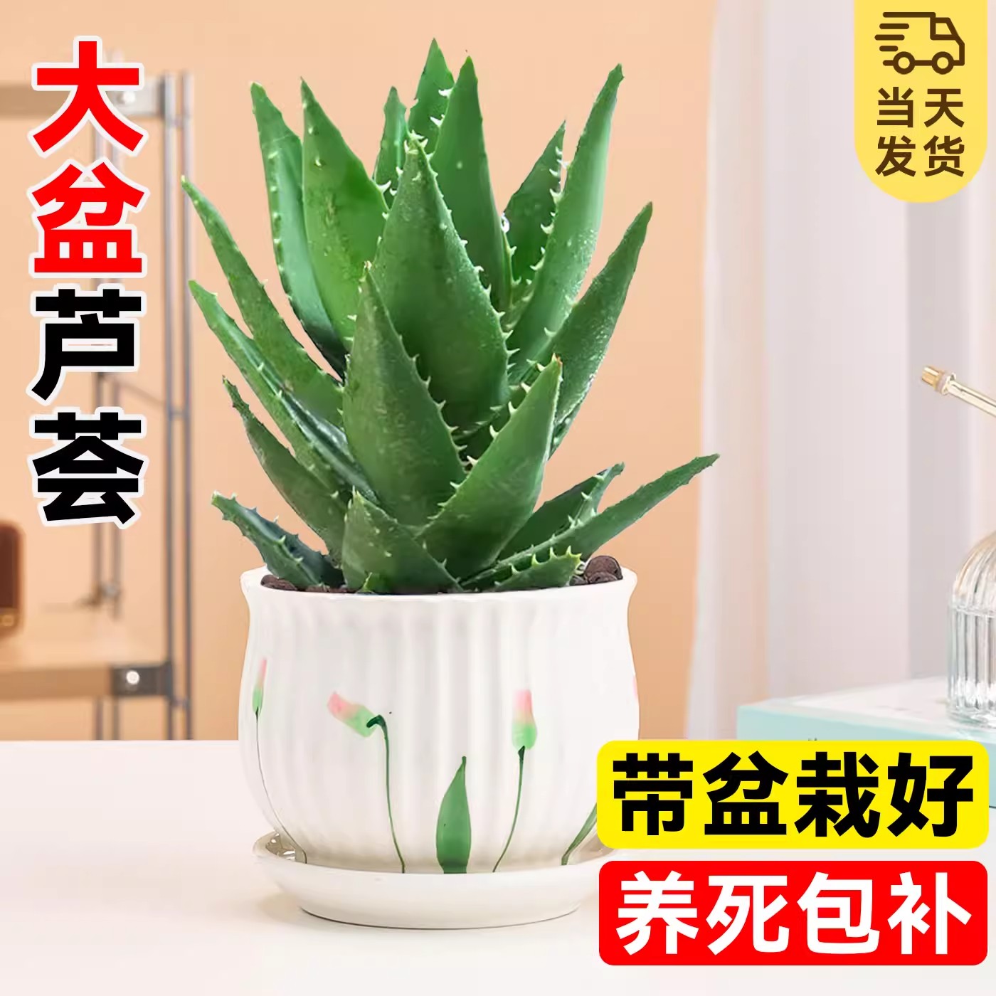 芦荟盆栽室内植物大盆可食用净化空气绿植四季好养多肉仙人掌花卉