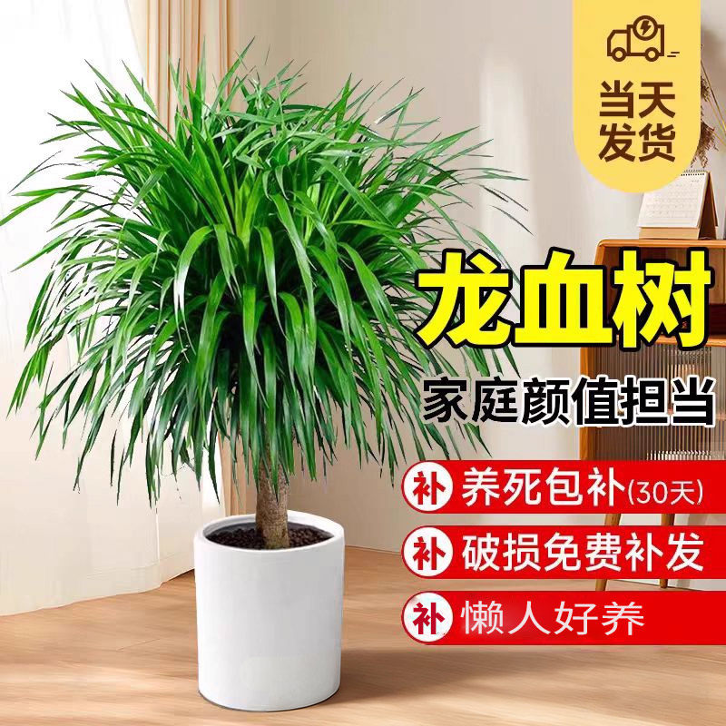 龙血树客厅绿植龙须树盆栽好养树