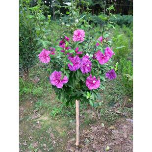 木槿花树苗盆栽重瓣进口扶桑朱槿花室内客厅庭院四季浓香花卉绿植