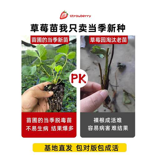 草莓苗秧四季结果盆栽种