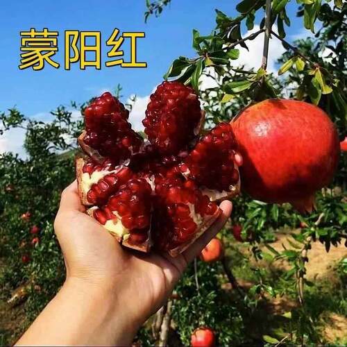 石榴树树苗突尼斯软籽石榴特大庭院果树南方北方盆栽地栽石榴果苗