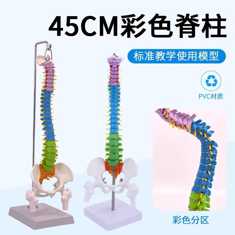 45CM人体脊椎模型带骨盆股骨尾骨脊柱骨骼腰椎颈椎正骨脊柱科普