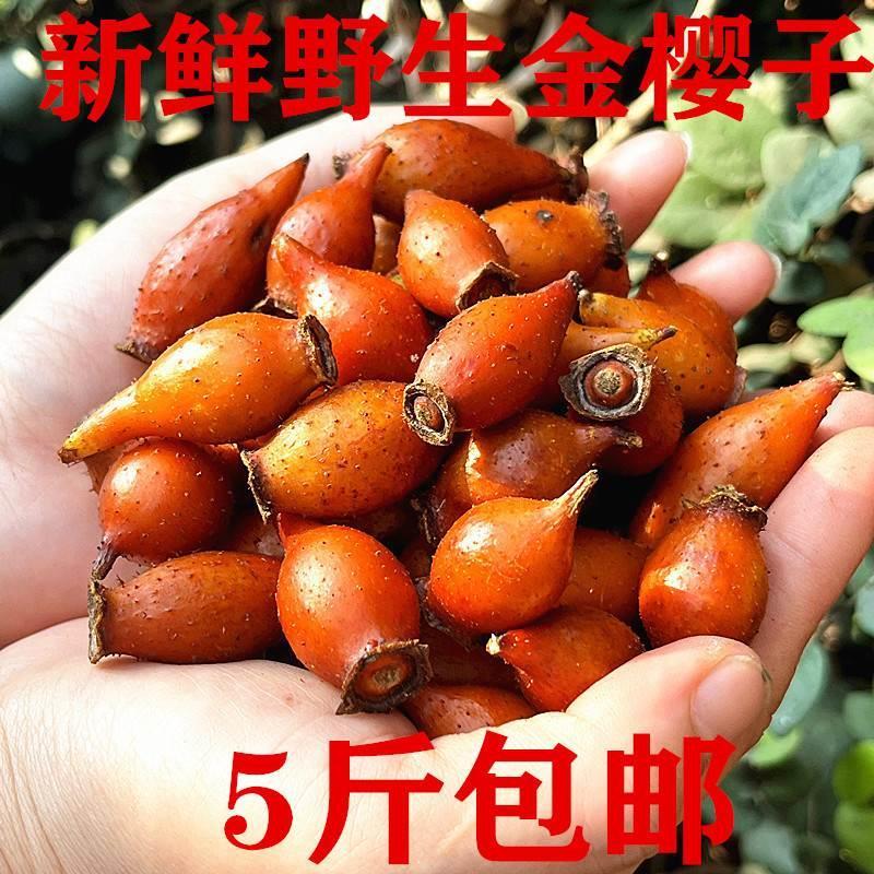 新鲜金樱子男性泡酒药材手
