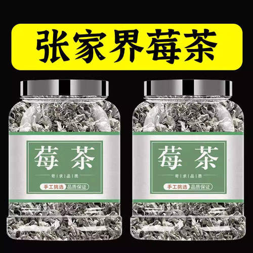 张家界莓茶龙须芽尖霉野生