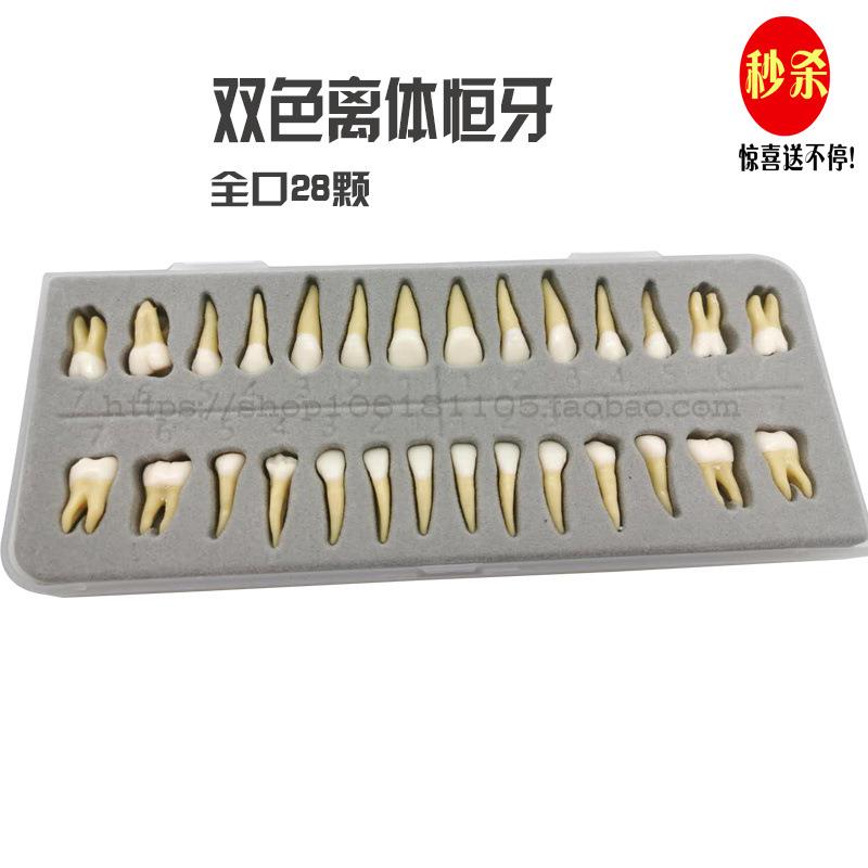 28颗双色恒牙有牙根开髓离体牙模型 成人全口标准牙齿模型包邮