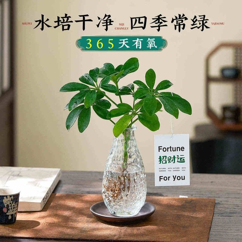 水培鸭脚木绿植八方来财植物盆栽花卉绿植客厅室内盆景适合懒人养