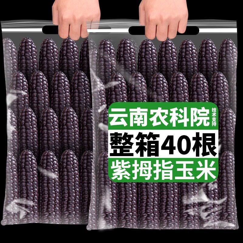 西双版纳紫金拇指小玉米云南特产新鲜非即食香甜糯宝宝手指黑糯