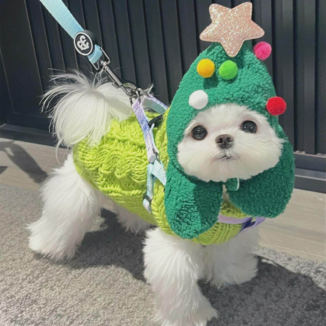 马尔济斯衣服狗狗毛衣小马圣诞树帽子宠物猫咪搞怪披风圣诞节装扮