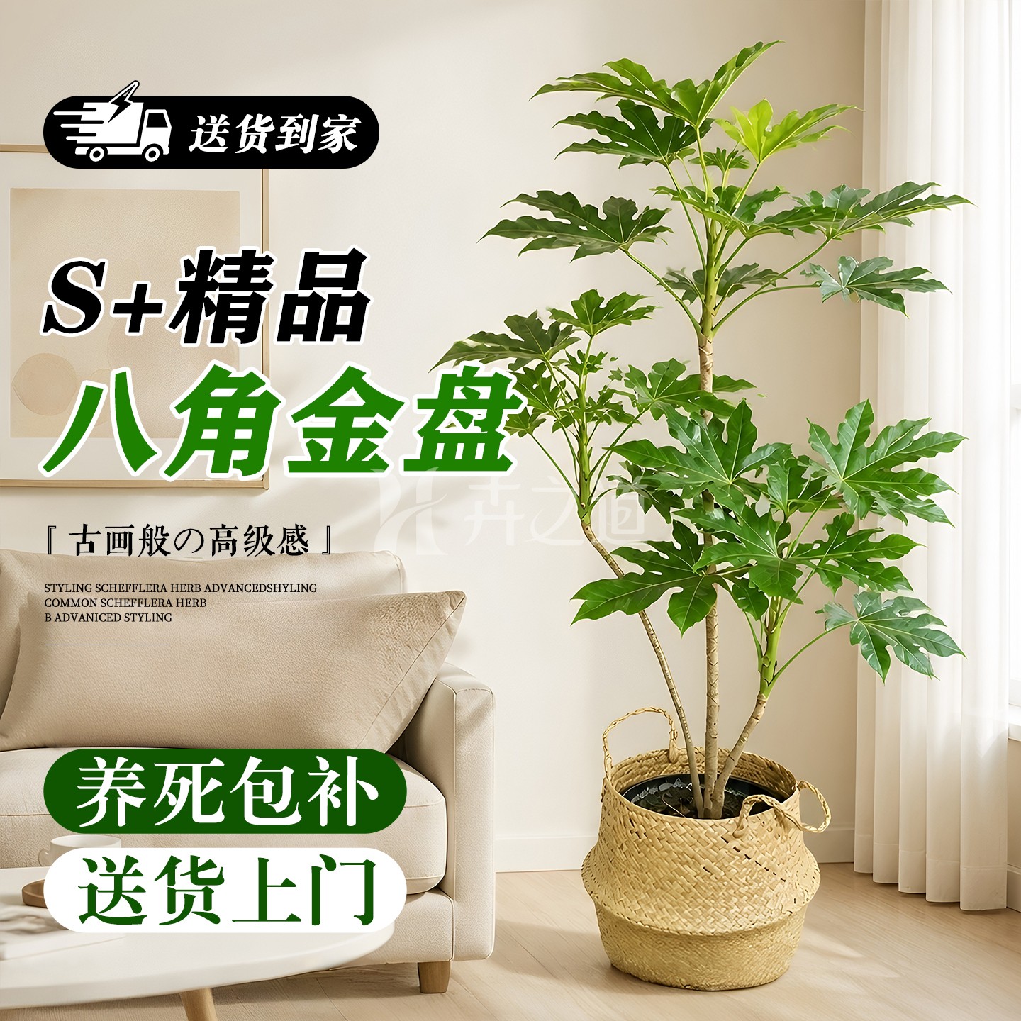 八角金盘老桩办公室绿植大型植物旺财发财树开业送的乔迁新居盆栽