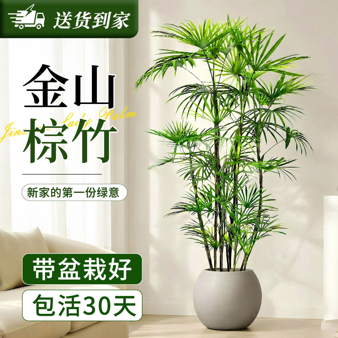 棕竹绿植室内盆栽富贵竹旺宅好养活四季乔迁新家去甲醛懒人植物