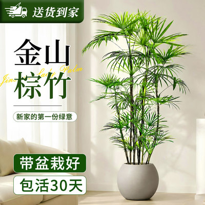 金山棕竹室内盆栽富贵竹客厅绿植