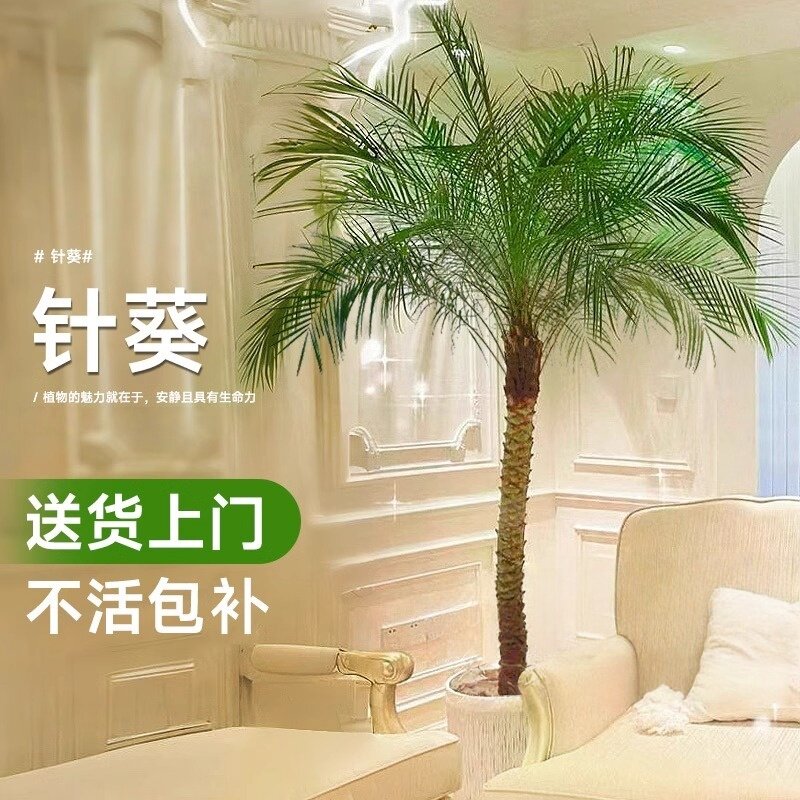 针葵树盆栽大型绿植物办公室内客厅椰子棕榈好养网红轻奢落地T