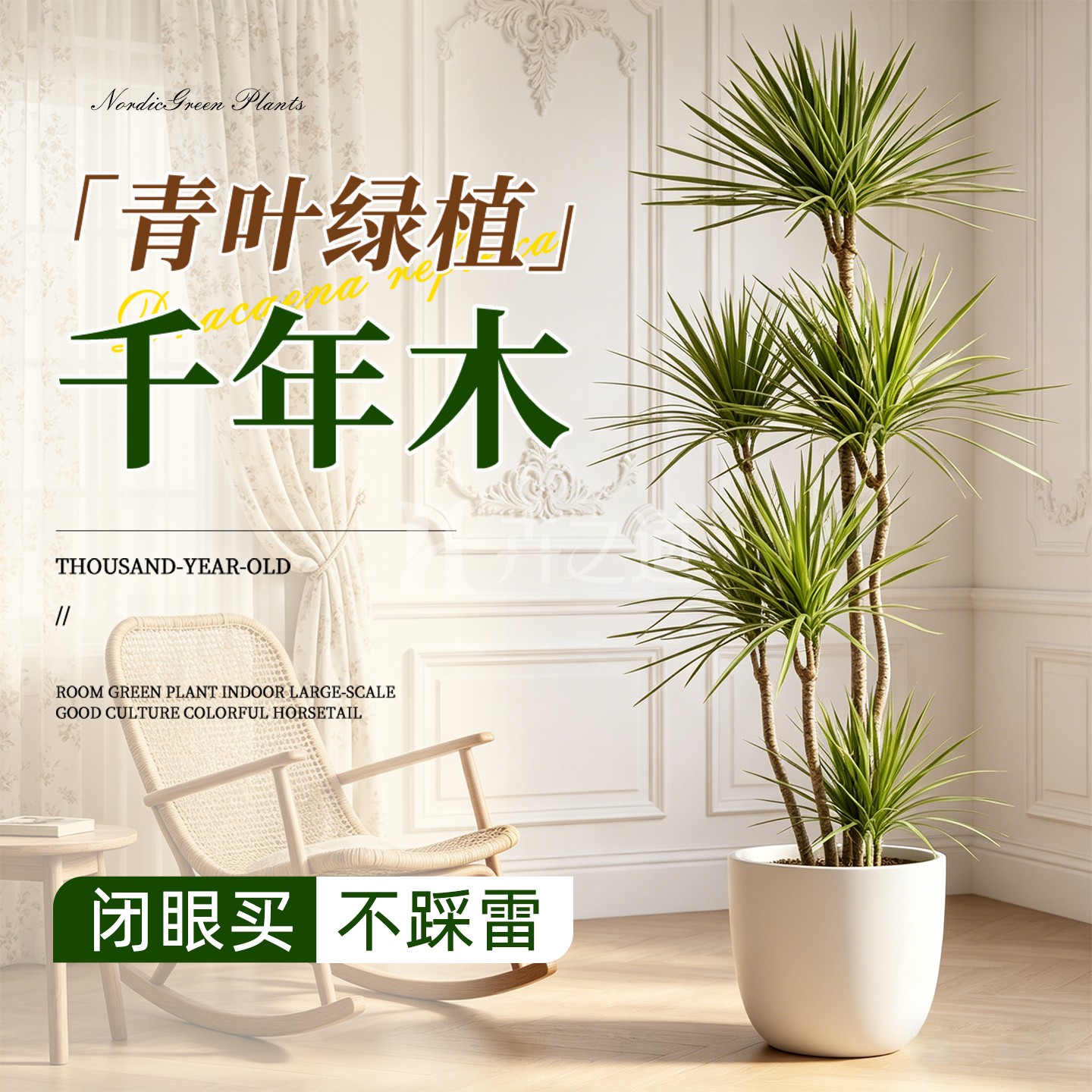 青叶千年木大型红叶植物盆栽
