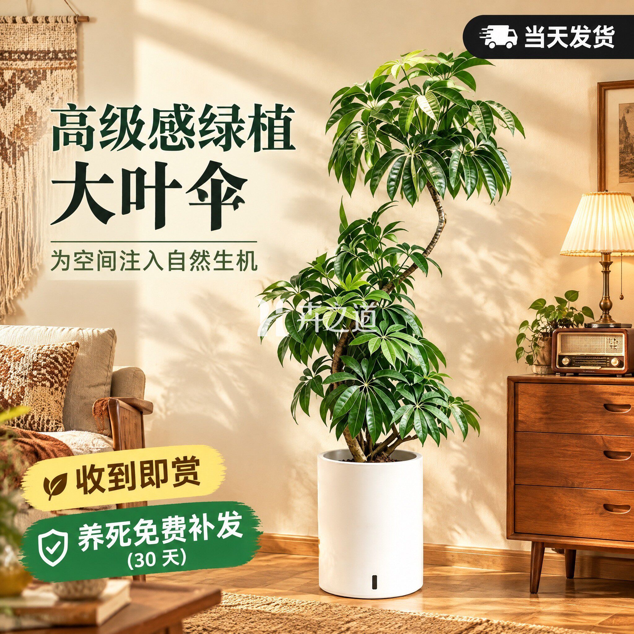 保罗大叶伞客厅绿植招财盆栽大型落地室内树苗四季好养观叶植物
