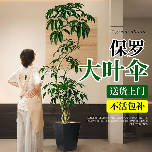 大型绿植日本保罗大叶伞老桩室内