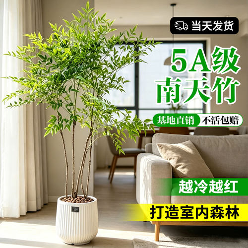 南天竹盆栽客厅绿植秋冬红叶红果