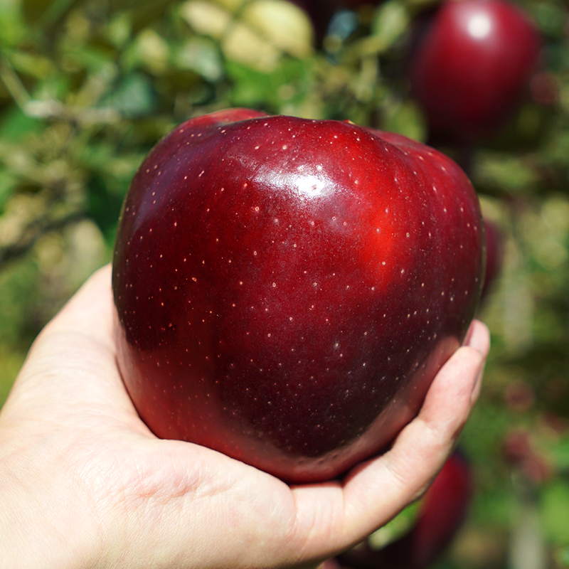 【陇优鲜】新鲜甘肃天水黑钻苹果大果脆甜多汁当季水果黑卡蛇果,水产肉类/新鲜蔬果/熟食,苹果,淘宝优惠券,粉丝福利购,淘宝优惠卷