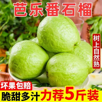 广东芭乐白心番石榴9斤新鲜水果硬脆爽口巴乐当季整箱潘蕃包邮10