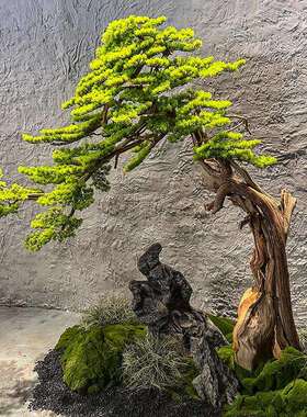 迎客松仿真大型树中假室内造景49062崖柏松绿植树玄关橱窗楼梯式