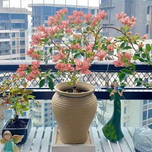 6【卡亚塔】三角梅盆栽室内阳台庭院好养花卉四季开花爬藤好养