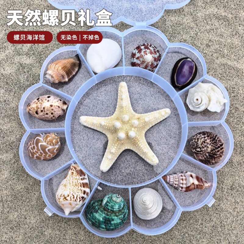 天然海螺礼盒贝壳海星标本礼品盒儿童海洋生物科普材料幼儿园礼物