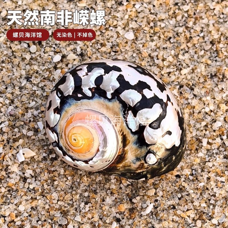 南非嵘螺天然海螺贝壳精品标本螺收藏送礼南非蝾螺鱼缸造景装饰品