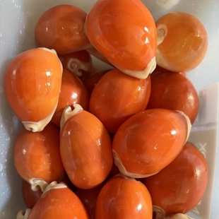 黄金宝螺大天然贝壳海螺标本海螺贝壳鱼缸家居书架摆件礼物包邮