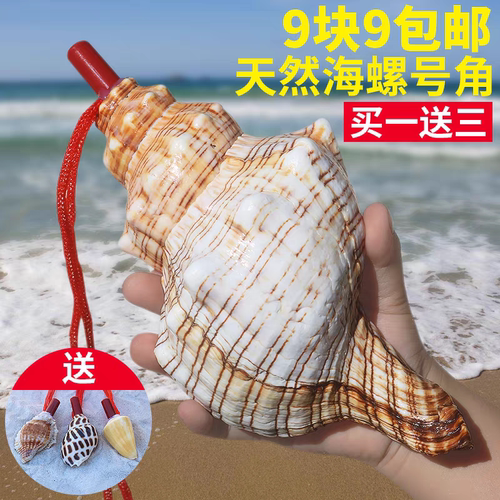 天然海螺号喇叭口哨超大海螺壳