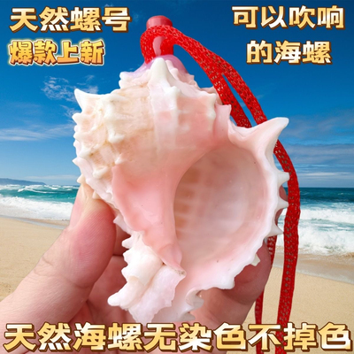 天然螺吹红骨螺小螺号