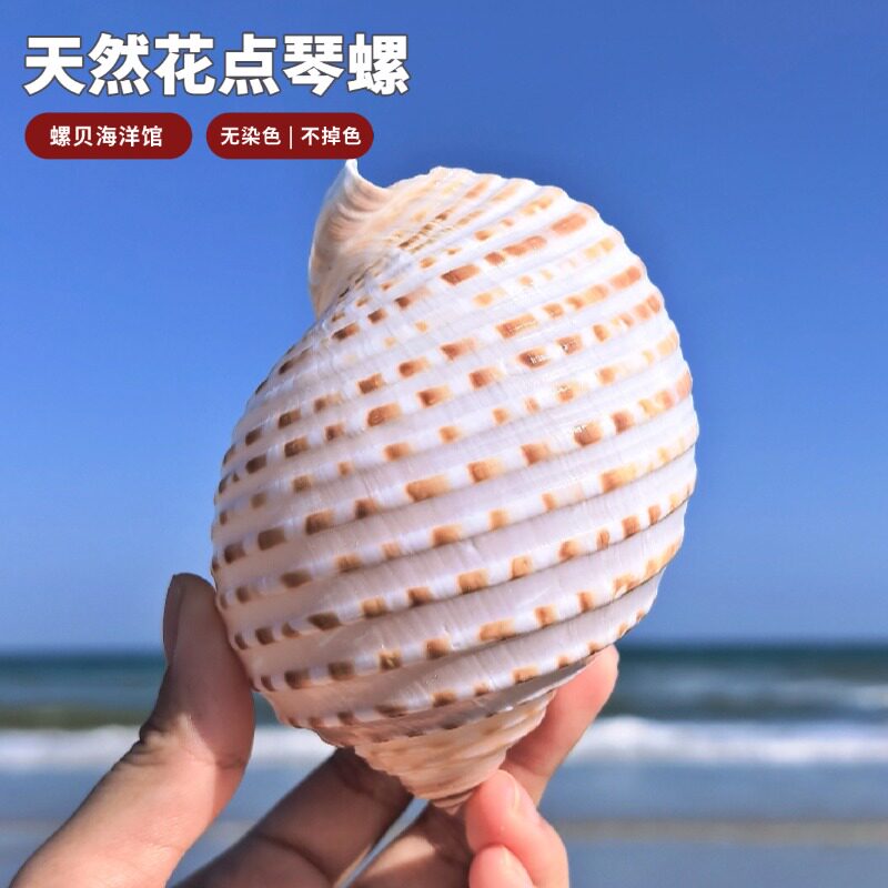 花点琴螺大海螺壳天然贝壳鱼缸卷贝鱼繁殖壳多肉diy画图工艺收藏