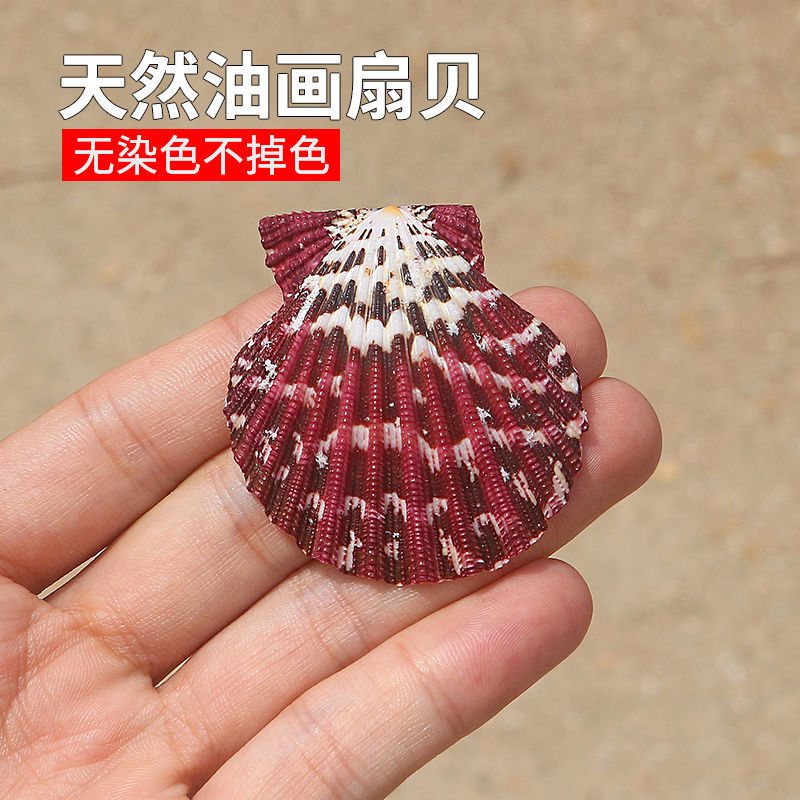 天然海螺贝壳油画扇贝墙贴婚庆装饰鱼缸水族箱造景收藏彩色扇贝图片