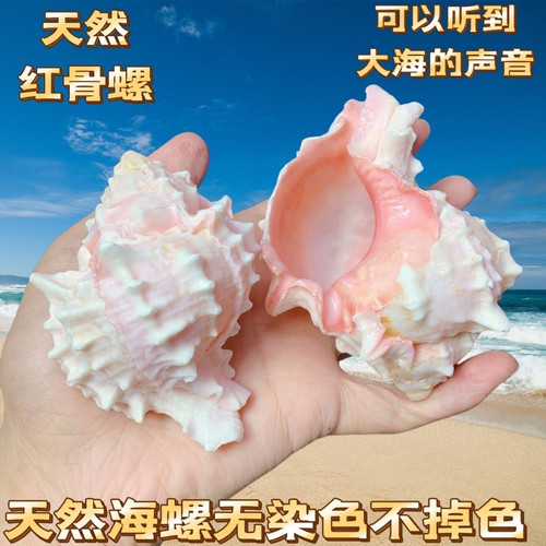 天然贝壳大粉红骨螺鱼缸造景