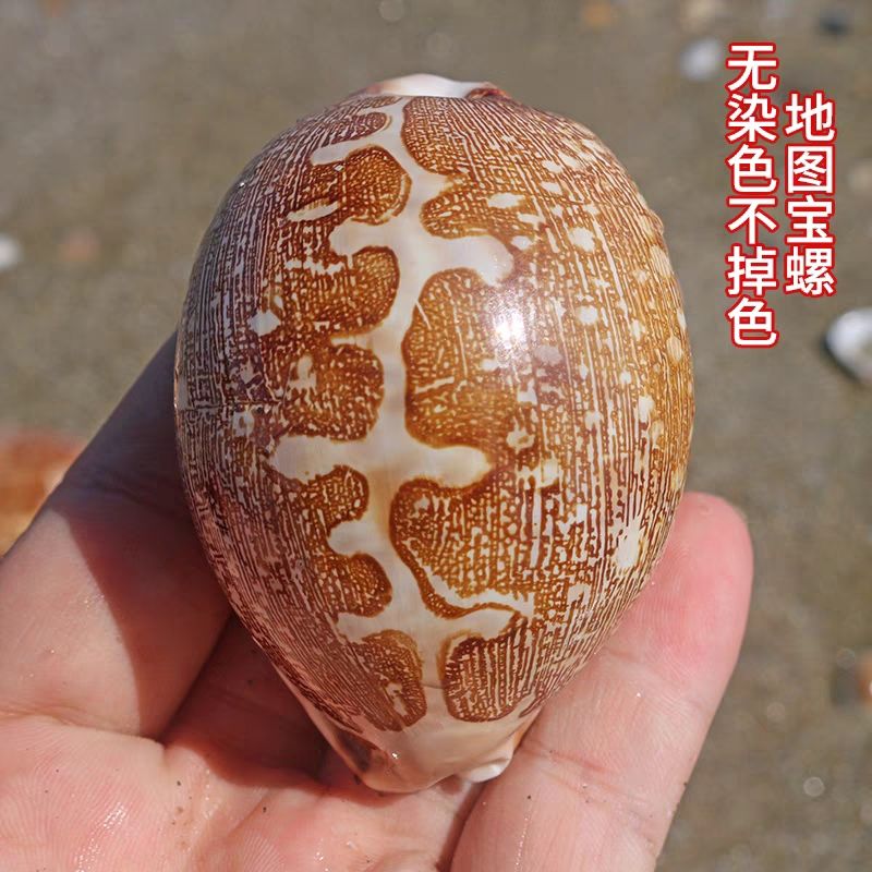 海螺标本螺地图宝螺把玩收藏品儿童科普海洋知识鱼缸水族造景装饰