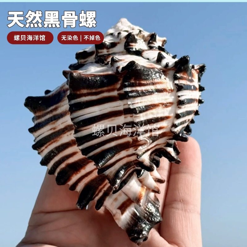 纯天然海螺贝壳黑骨螺图片