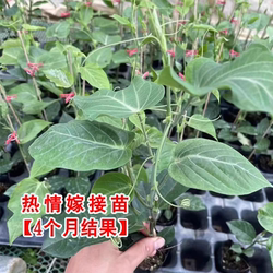 热情果嫁接苗云南热情果苗纯甜无酸大果哥伦比亚热情果苗四季结果