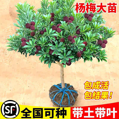 【正宗嫁接大苗】东魁黑炭杨梅树