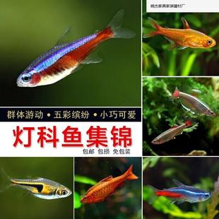 热带淡水活体观赏宠物鱼小型宝莲灯斑马红绿灯孔雀群游鱼苗灯.批