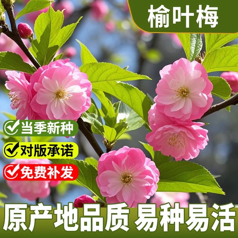 榆叶梅种子重瓣榆叶鸾枝