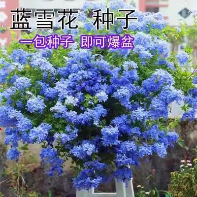 蓝雪花种子子好养易活四爬藤植物