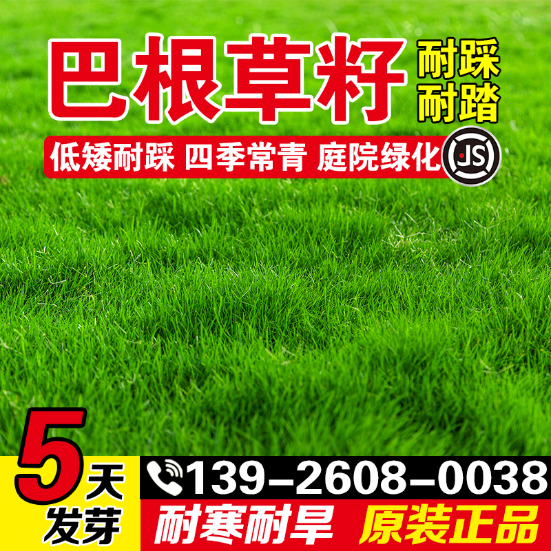 巴根草籽耐热耐旱耐践踏四季常青