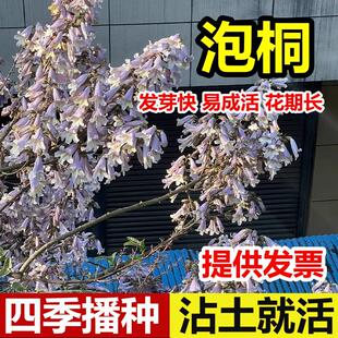 泡桐树种子轻型木质木材树木白花大果泡桐空桐树工程绿化新采种籽