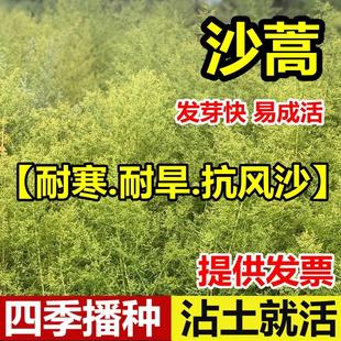 沙蒿种子籽固沙多年生牧草沙蒿子防沙籽固土护坡荒漠植被牧草种子