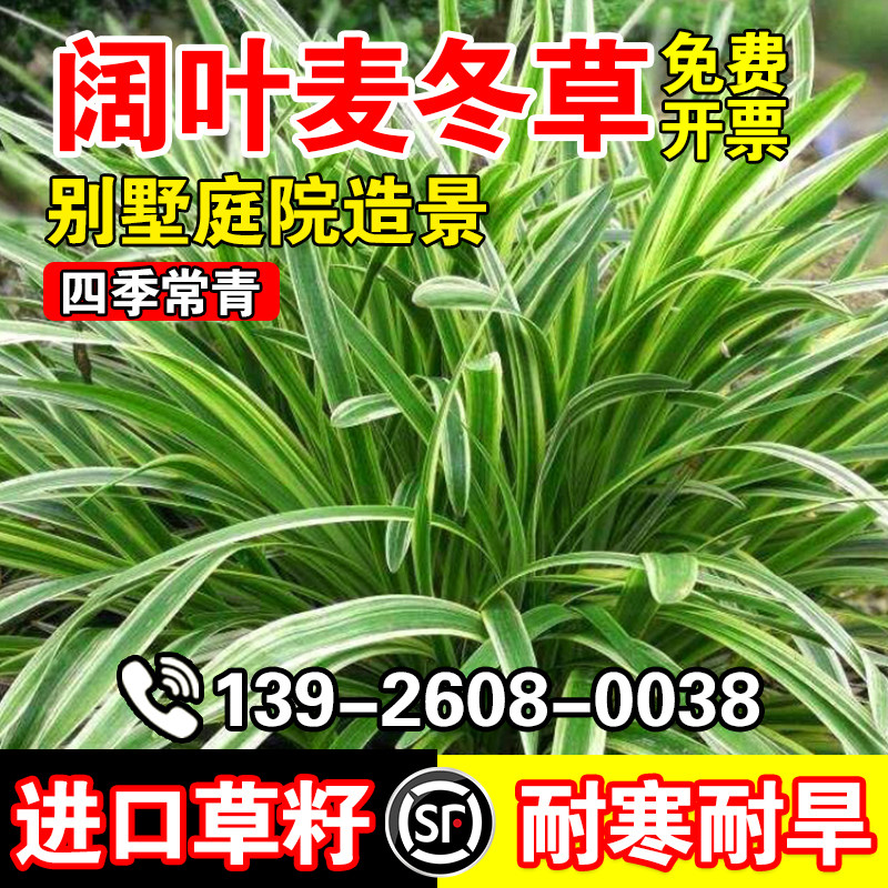 阔叶麦冬草玉龙草日本矮麦冬草种籽细叶麦冬庭院绿化种子