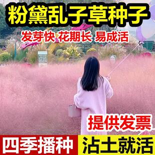 粉黛乱子草种子孑四季播多年生易活耐寒庭院网红花海花卉花种籽子