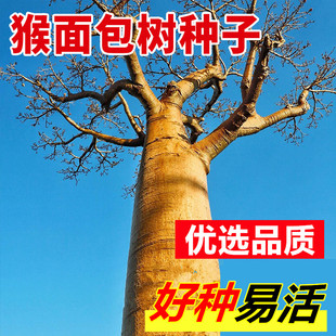 猴面包树种子地载园林绿化盆景盆栽培养发芽易种树籽